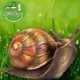 Óriás kerti csiga
